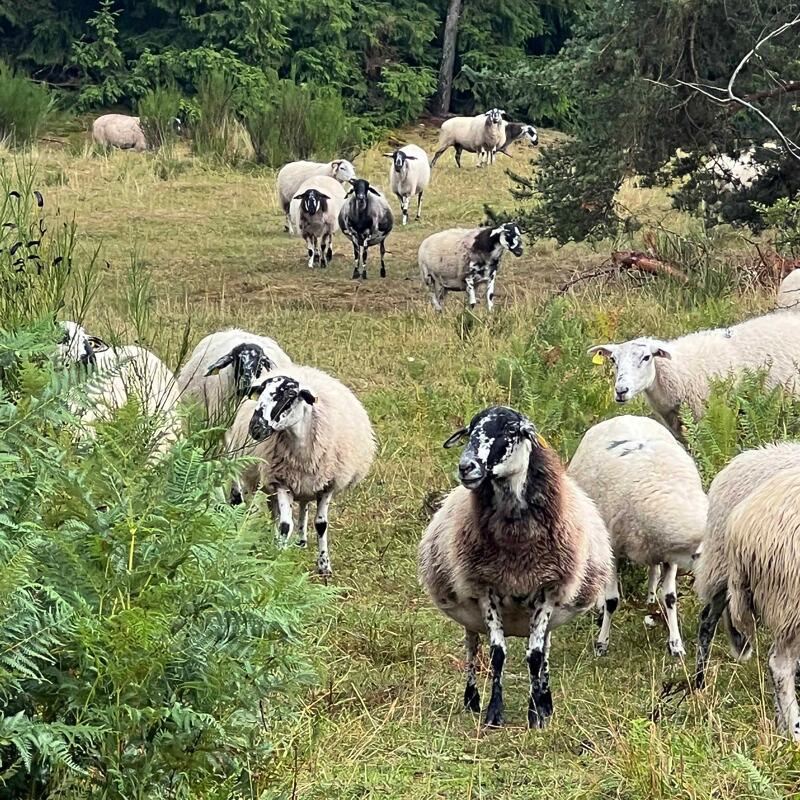 Een veld met grazende schapen, die ervoor zorgen dat de flanken van de vulkanen niet dichtgroeien.